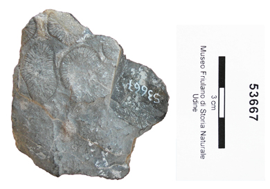 Collezione Rosenfeld