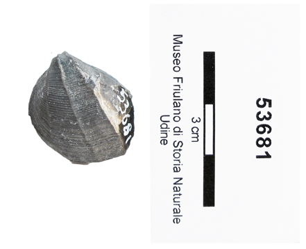 Collezione Rosenfeld