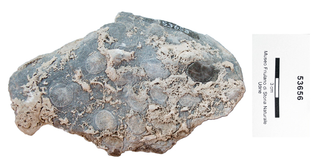 Collezione Rosenfeld