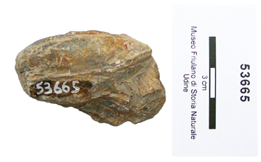 Collezione Rosenfeld