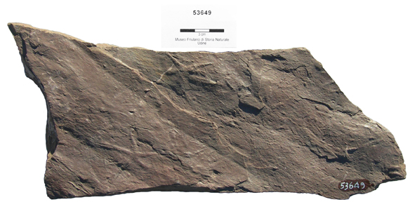 Collezione Rosenfeld