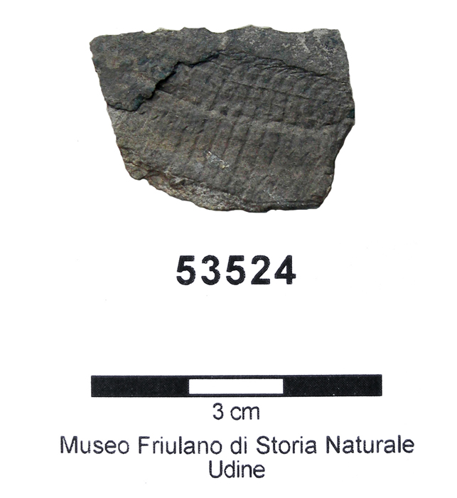 Collezione Binutti