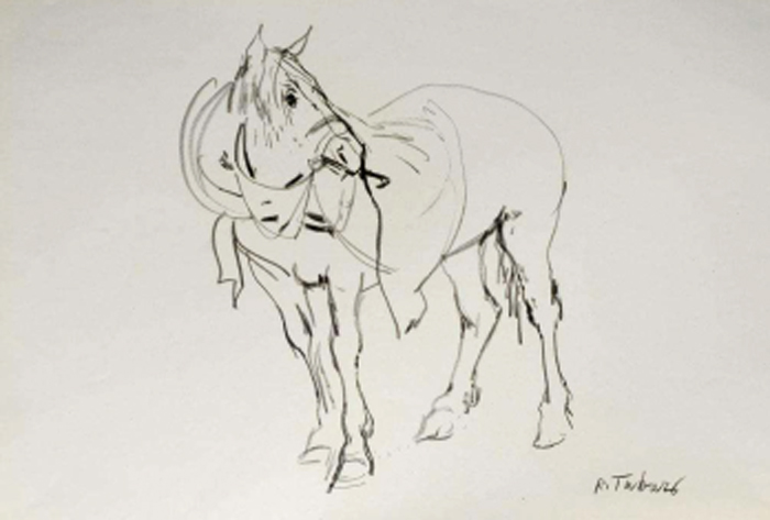 animale: cavallo