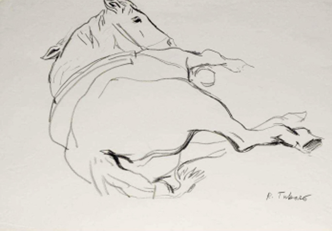 animale: cavallo